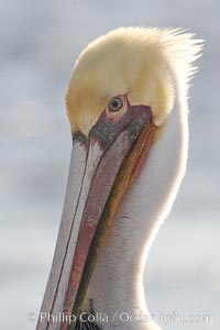 Brown pelican, plumage transitioning into breeding colors, Pelecanus occidentalis, Pelecanus occidentalis californicus, Bolsa Chica State Ecological Reserve, Huntington Beach, California