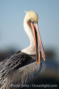 Brown pelican preening.  After wiping its long beak on the uropygial gland near the base of its tail, the pelican spreads the preen oil on feathers about its body, helping to keep them water resistant, an important protection for a bird that spends much of its life diving in the ocean for prey, Pelecanus occidentalis, Pelecanus occidentalis californicus, La Jolla, California