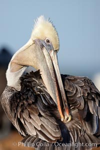 A brown pelican preening, reaching with its beak to the uropygial gland (preen gland) near the base of its tail.  Preen oil from the uropygial gland is spread by the pelican's beak and back of its head to all other feathers on the pelican, helping to keep them water resistant and dry, Pelecanus occidentalis, Pelecanus occidentalis californicus, La Jolla, California