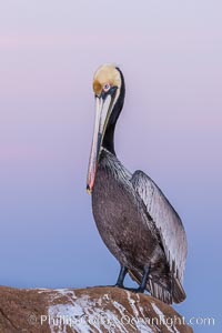 California brown pelican, portrait in pink-purple predawn light, rests on sandstone seabluff.  The characteristic mating plumage of the California race of brown pelican is shown, with red gular throat pouch and dark brown hindneck colors.