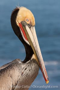 Brown pelican, Pelecanus occidentalis, winter mating plumage