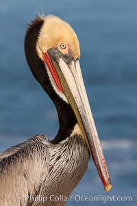 Portrait of California brown pelican, with the characteristic winter mating plumage shown: red throat, yellow head and dark brown hindneck, Pelecanus occidentalis, Pelecanus occidentalis californicus, La Jolla