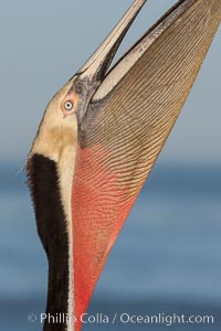 Brown pelican stretches its neck, to keep its throat pouch limber.  The characteristic winter breeding plumage of the California race of brown pelican is shown, with deep red gular throat, yellow head and dark brown hindneck, Pelecanus occidentalis, Pelecanus occidentalis californicus, La Jolla