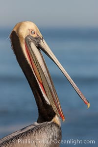 Portrait of California brown pelican, with the characteristic winter mating plumage shown: red throat, yellow head and dark brown hindneck, Pelecanus occidentalis, Pelecanus occidentalis californicus, La Jolla