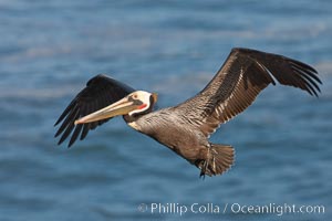 California pelican in flight, soaring over the ocean.  The wingspan of this large ocean-going seabird can reach 7' from wing tip to wing tip, Pelecanus occidentalis, Pelecanus occidentalis californicus, La Jolla