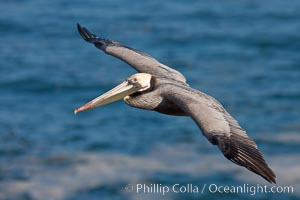 California pelican in flight, soaring over the ocean.  The wingspan of this large ocean-going seabird can reach 7' from wing tip to wing tip. La Jolla, USA, Pelecanus occidentalis, Pelecanus occidentalis californicus, natural history stock photograph, photo id 23651