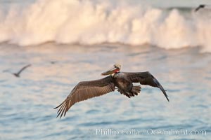 California pelican in flight, soaring over the ocean.  The wingspan of this large ocean-going seabird can reach 7' from wing tip to wing tip, Pelecanus occidentalis, Pelecanus occidentalis californicus, La Jolla