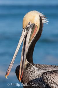 Portrait of California brown pelican, with the characteristic winter mating plumage shown: red throat, yellow head and dark brown hindneck, Pelecanus occidentalis, Pelecanus occidentalis californicus, La Jolla