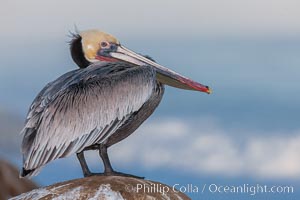 Portrait of California brown pelican, with the characteristic winter mating plumage shown: red throat, yellow head and dark brown hindneck, Pelecanus occidentalis, Pelecanus occidentalis californicus, La Jolla