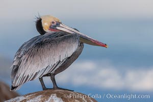 Portrait of California brown pelican, with the characteristic winter breeding plumage shown: red throat, yellow head and dark brown hindneck, Pelecanus occidentalis, Pelecanus occidentalis californicus, La Jolla