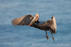 California pelican in flight, soaring over the ocean.  The wingspan of this large ocean-going seabird can reach 7' from wing tip to wing tip, Pelecanus occidentalis, Pelecanus occidentalis californicus, La Jolla