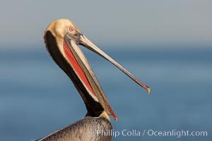 Portrait of California brown pelican, with the characteristic winter mating plumage shown: red throat, yellow head and dark brown hindneck, Pelecanus occidentalis, Pelecanus occidentalis californicus, La Jolla