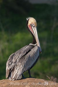 Portrait of California brown pelican, with the characteristic winter mating plumage shown: red throat, yellow head and dark brown hindneck, Pelecanus occidentalis, Pelecanus occidentalis californicus, La Jolla