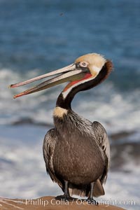 Portrait of California brown pelican, with the characteristic winter mating plumage shown: red throat, yellow head and dark brown hindneck, Pelecanus occidentalis, Pelecanus occidentalis californicus, La Jolla