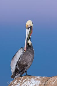 California brown pelican, portrait in pink-purple predawn light, rests on sandstone seabluff.  The characteristic mating plumage of the California race of brown pelican is shown, with red gular throat pouch and dark brown hindneck colors, Pelecanus occidentalis, Pelecanus occidentalis californicus, La Jolla