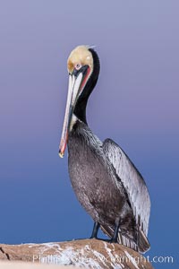 California brown pelican, portrait in pink-purple predawn light, rests on sandstone seabluff.  The characteristic mating plumage of the California race of brown pelican is shown, with red gular throat pouch and dark brown hindneck colors, Pelecanus occidentalis, Pelecanus occidentalis californicus, La Jolla