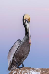 California brown pelican, portrait in pink-purple predawn light, rests on sandstone seabluff.  The characteristic mating plumage of the California race of brown pelican is shown, with red gular throat pouch and dark brown hindneck colors, Pelecanus occidentalis, Pelecanus occidentalis californicus, La Jolla