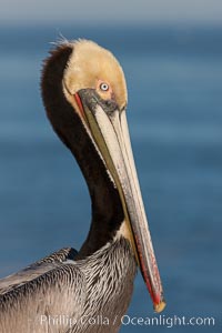 Portrait of California brown pelican, with the characteristic winter mating plumage shown: red throat, yellow head and dark brown hindneck, Pelecanus occidentalis, Pelecanus occidentalis californicus, La Jolla