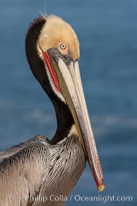 Portrait of California brown pelican, with the characteristic winter mating plumage shown: red throat, yellow head and dark brown hindneck, Pelecanus occidentalis, Pelecanus occidentalis californicus, La Jolla