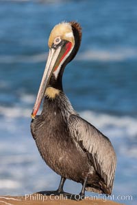 Portrait of California brown pelican, with the characteristic winter mating plumage shown: red throat, yellow head and dark brown hindneck, Pelecanus occidentalis, Pelecanus occidentalis californicus, La Jolla