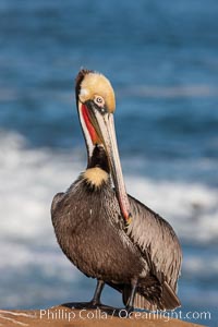 Portrait of California brown pelican, with the characteristic winter mating plumage shown: red throat, yellow head and dark brown hindneck, Pelecanus occidentalis, Pelecanus occidentalis californicus, La Jolla