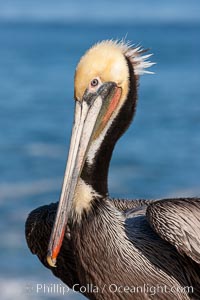 Portrait of California brown pelican, with the characteristic winter mating plumage shown: red throat, yellow head and dark brown hindneck, Pelecanus occidentalis, Pelecanus occidentalis californicus, La Jolla