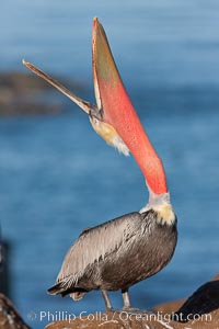 California brown pelican, throwing head back to stretch its throat, Pelecanus occidentalis, Pelecanus occidentalis californicus, La Jolla