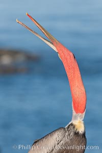 California brown pelican, throwing head back to stretch its throat, Pelecanus occidentalis, Pelecanus occidentalis californicus, La Jolla
