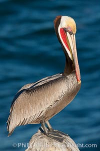 California brown pelican, showing characteristic winter plumage including red/olive throat, brown hindneck, yellow and white head colors, Pelecanus occidentalis, Pelecanus occidentalis californicus, La Jolla