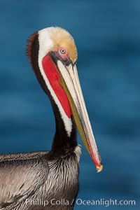 California brown pelican, showing characteristic winter plumage including red/olive throat, brown hindneck, yellow and white head colors, Pelecanus occidentalis, Pelecanus occidentalis californicus, La Jolla