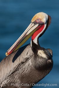 California brown pelican, showing characteristic winter plumage including red/olive throat, brown hindneck, yellow and white head colors, Pelecanus occidentalis, Pelecanus occidentalis californicus, La Jolla