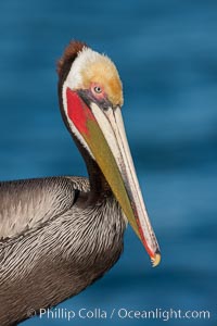 California brown pelican, showing characteristic winter plumage including red/olive throat, brown hindneck, yellow and white head colors.