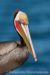 California brown pelican, showing characteristic winter plumage including red/olive throat, brown hindneck, yellow and white head colors, Pelecanus occidentalis, Pelecanus occidentalis californicus, La Jolla