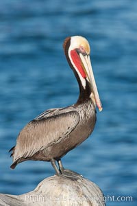 California brown pelican, showing characteristic winter plumage including red/olive throat, brown hindneck, yellow and white head colors, Pelecanus occidentalis californicus, La Jolla