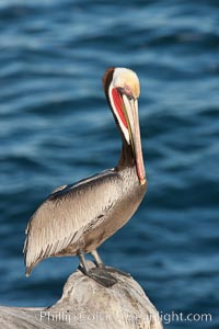 California brown pelican, showing characteristic winter plumage including red/olive throat, brown hindneck, yellow and white head colors, Pelecanus occidentalis californicus, La Jolla