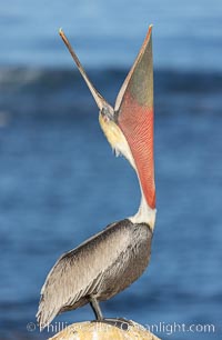 California Brown pelican performing a head throw, with breeding plumage including distinctive yellow and white head feathers, red gular throat pouch, brown hind neck and greyish body.