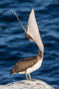 California Brown pelican performing a head throw, with breeding plumage including distinctive yellow and white head feathers, red gular throat pouch, brown hind neck and greyish body.