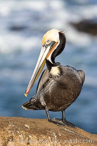 Brown pelican breeding plumage portrait, displaying winter breeding colors with distinctive yellow head feathers and red gular throat pouch, brown nape and yellow patch at the bottom of the neck, Pelecanus occidentalis, Pelecanus occidentalis californicus, La Jolla, California