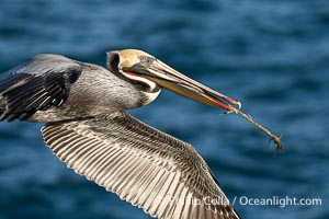 Brown Pelican Carry Nesting Material as it Flies over the Ocean, Pelecanus occidentalis californicus, Pelecanus occidentalis, La Jolla, California