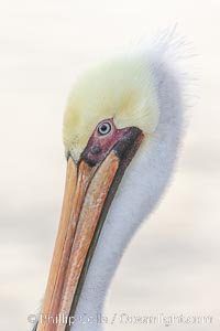 Brown pelican close-up portrait, orange-red bill with pink tissue surrounding eyes, yellow and white head feathers, adult winter non-breeding plumage, Pelecanus occidentalis, Pelecanus occidentalis californicus, La Jolla, California