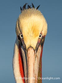 Brown Pelican Closeup Portrait Intense Stare, Pelecanus occidentalis, Pelecanus occidentalis californicus, La Jolla, California