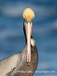 Brown Pelican Closeup Portrait Intense, staring at the camera, Pelecanus occidentalis, Pelecanus occidentalis californicus, La Jolla, California