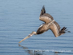 Brown Pelican Diving For Food, Bolsa Chica Ecological Reserve, Pelecanus occidentalis, Pelecanus occidentalis californicus, Bolsa Chica State Ecological Reserve, Huntington Beach