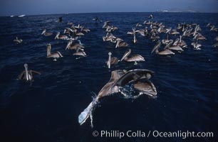 Brown pelicans feeding on krill. Coronado Islands (Islas Coronado), Baja California, Mexico, Pelecanus occidentalis, natural history stock photograph, photo id 03170