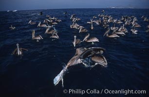 Brown pelicans feeding on krill.