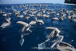 Brown pelicans feeding en masse on clouds of krill, Coronado Islands, Mexico