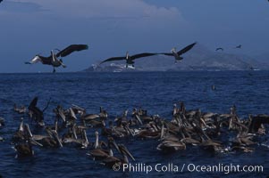 Brown pelicans feeding on krill. Coronado Islands (Islas Coronado), Baja California, Mexico, Pelecanus occidentalis, natural history stock photograph, photo id 03172