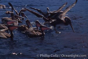 Brown pelicans feeding on krill. Coronado Islands (Islas Coronado), Baja California, Mexico, Pelecanus occidentalis, natural history stock photograph, photo id 03173