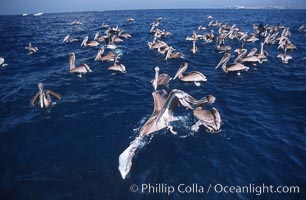 Brown pelicans feeding on krill. Coronado Islands (Islas Coronado), Baja California, Mexico, Pelecanus occidentalis, natural history stock photograph, photo id 03174