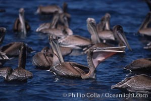 Brown pelicans feeding on krill, Pelecanus occidentalis, Coronado Islands (Islas Coronado)